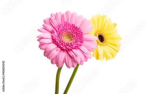 gerbera flower isolated