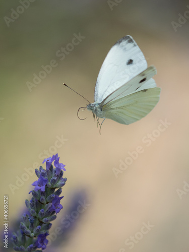 farfalla bianca in volo tra fiori di lavanda