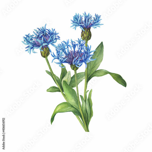 Bouquet with blue mountain cornflower flowers. (Centaurea montana, bachelor's button, montane knapweed or mountain bluet). Watercolor hand drawn painting illustration isolated on white background.