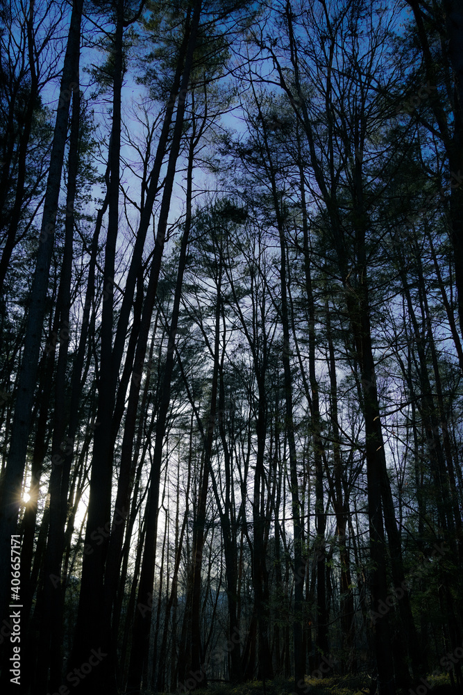 夕方の山林 夕方の山林