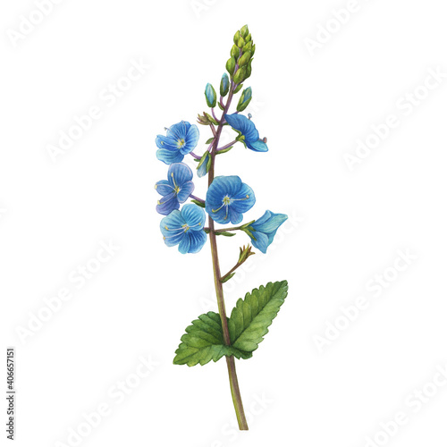 Beautiful Veronica chamaedrys branch with flowers, buds (germander speedwell, bird's-eye speedwell, or cat's eyes). Watercolor hand drawn painting illustration isolated on white background. photo