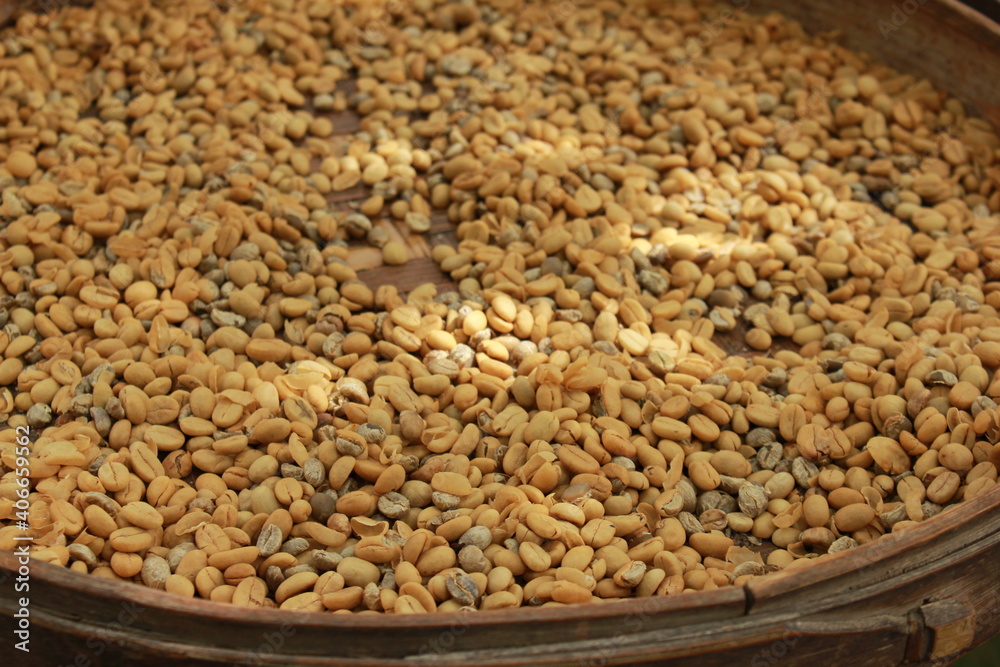 Obraz premium Luwak Coffee Bean