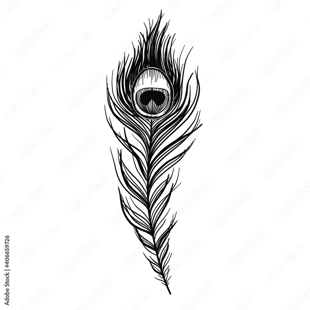 Sketch peacock feather isolated on white, boho style vector illustration. Sketch peacock feather isolated on white, boho style vector illustration.