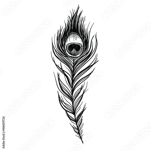 Sketch peacock feather isolated on white, boho style vector illustration.