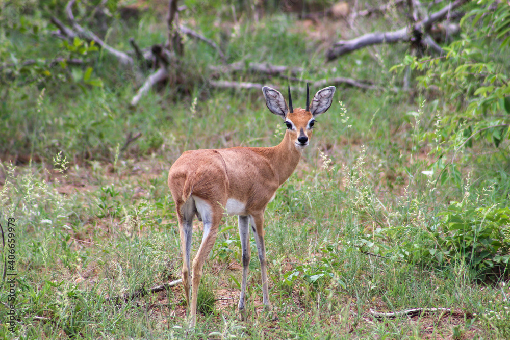Juvenile antelope in Kruger national park Juvenile antelope in Kruger national park
