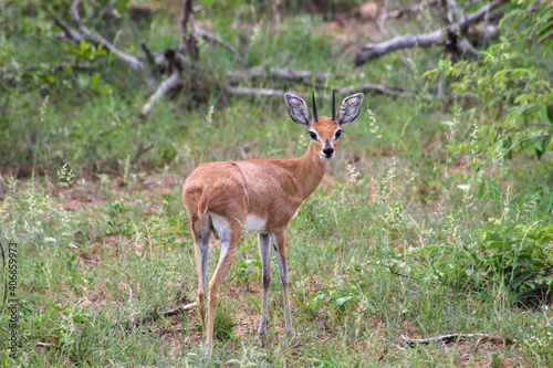 Fototapeta Naklejka Na Ścianę i Meble -  Juvenile antelope in Kruger national park