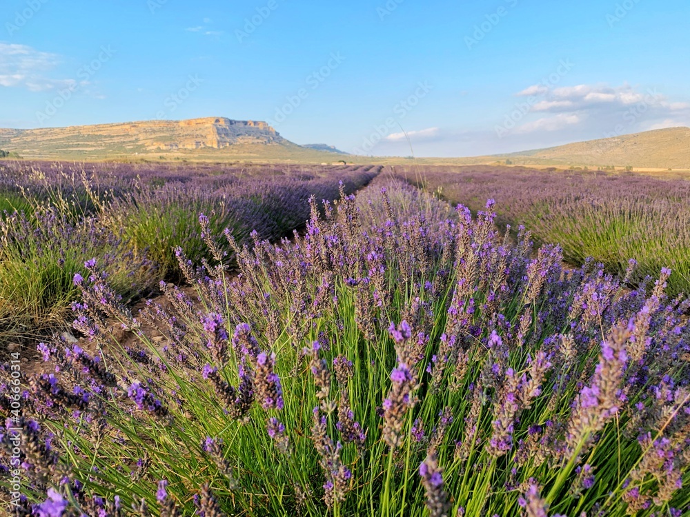 Naklejka premium lavender field with blue sky and mountains