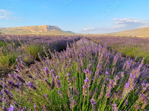 lavender field with blue sky and mountains