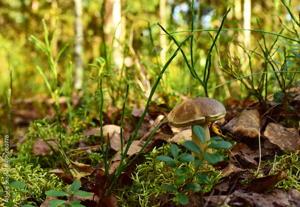 Porcini white mushrooms grow in the forest against a background of green grass. Bolete mushroom in wildlife in of sunbeams. Mushrooming harvesting season. Porcini white mushrooms grow in the forest against a background of green grass. Bolete mushroom in wildlife in of sunbeams. Mushrooming harvesting season.