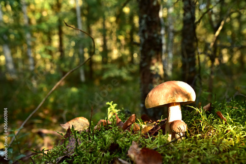 Two porcini white mushrooms, large and small, grow in the forest against a background of green grass. Bolete mushroom in wildlife in of sunbeams. Mushrooming harvesting season.