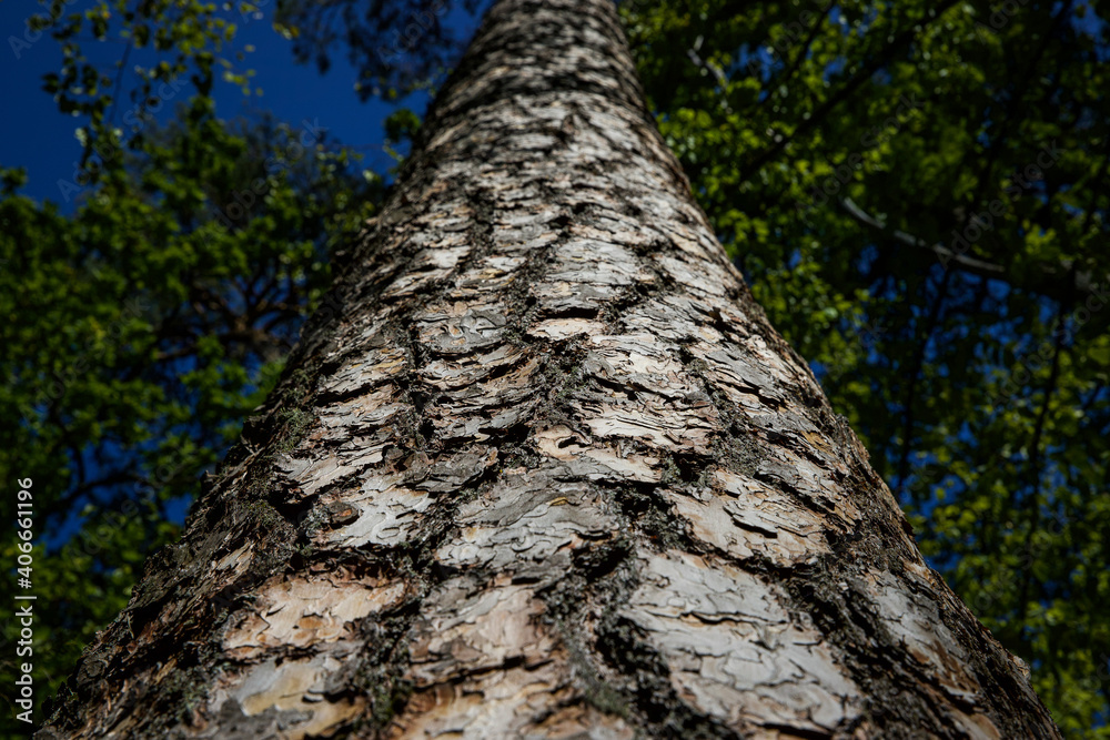 A tree trunk lit by the summer sun. A tree trunk lit by the summer sun.