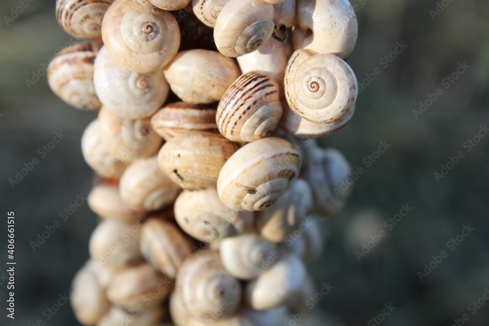 group of garden snails together after the rain group of garden snails together after the rain
