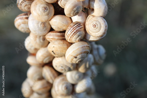 group of garden snails together after the rain