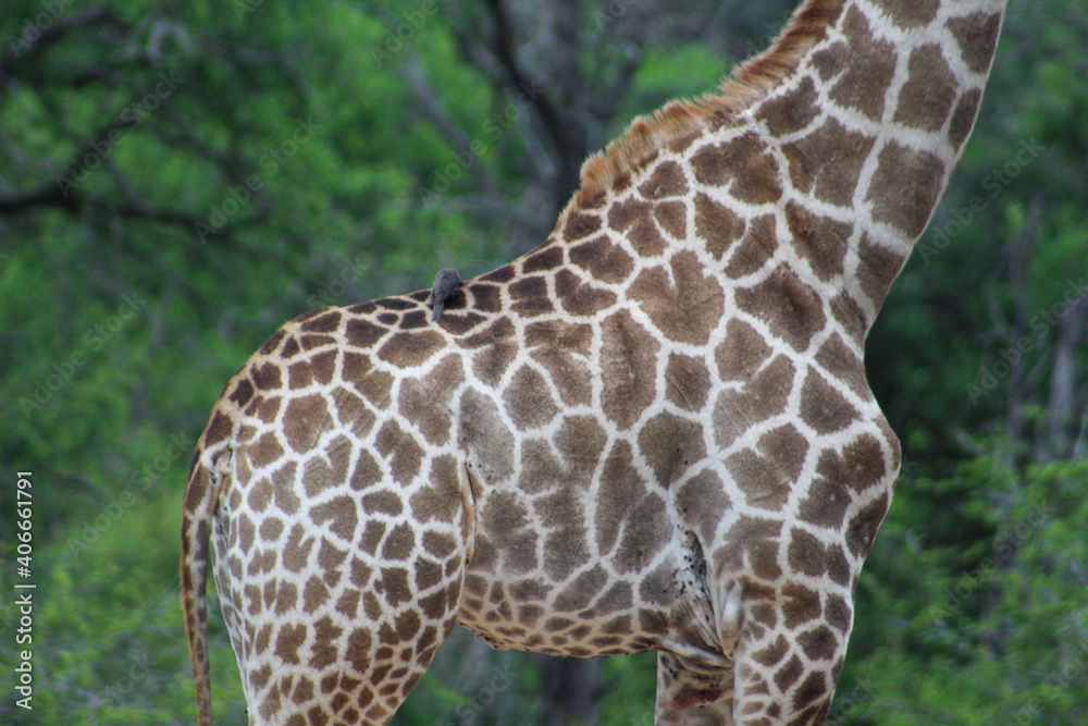 Close-up of a giraffe's spots