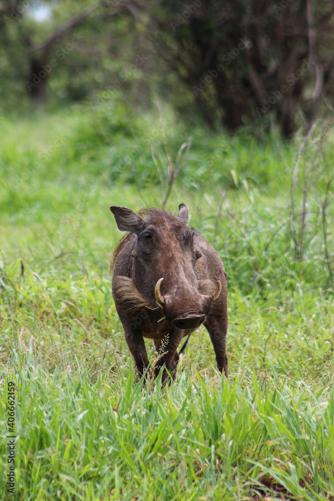 Warthog in the wild