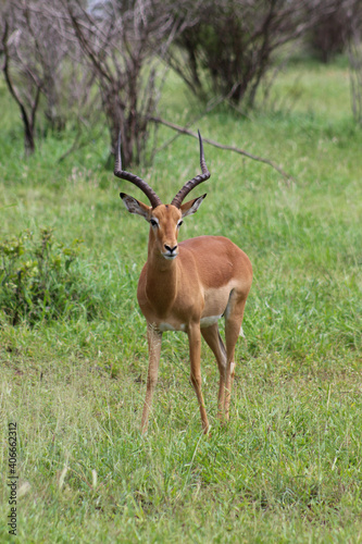 Fototapeta Naklejka Na Ścianę i Meble -  impala antelope in the wild