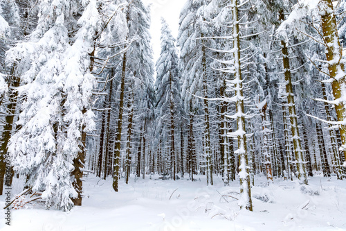 Pine trees in forest covered with snow on frosty evening. Beautiful stunning winter panorama, winterwonderland. Germany, Hesse, Hoherodskodskopf