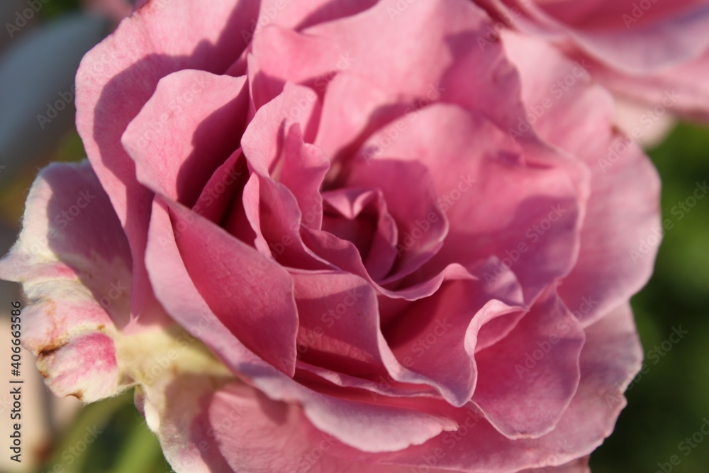 wild pink rose closeup, petals