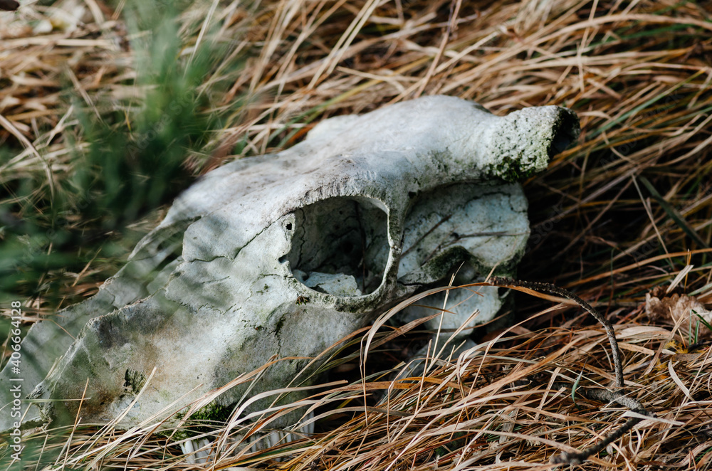 The skull of an animal lies in dry grass The skull of an animal lies in dry grass