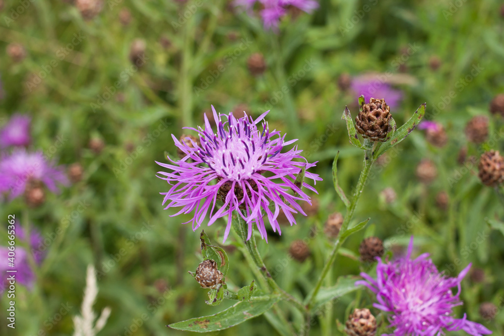 Meadow cornflower (Centaurea jacea). Lilac pink flower on green grass background Meadow cornflower (Centaurea jacea). Lilac pink flower on green grass background