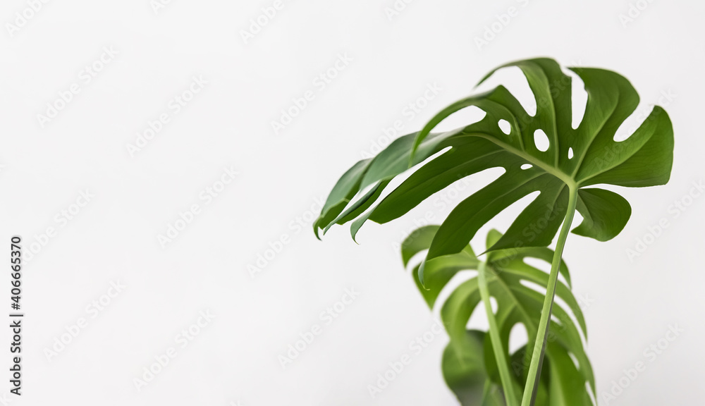 Obraz premium Monstera plant green leaves on white background. Tropical, botanical nature concept. Minimalism and house plant.