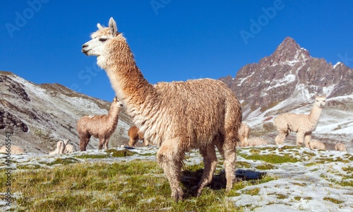 llama or lama  group of lamas on pastureland