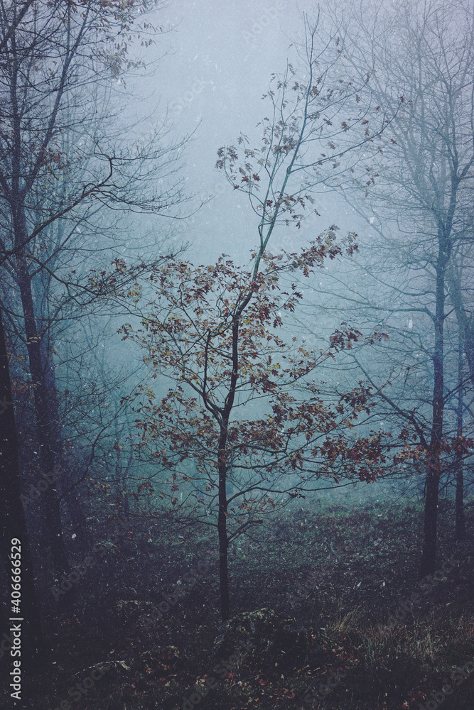 tree in the forest in winter season, cold days tree in the forest in winter season, cold days