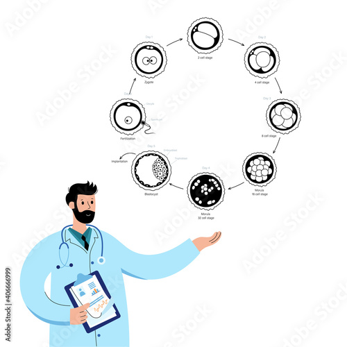 Embryo development concept