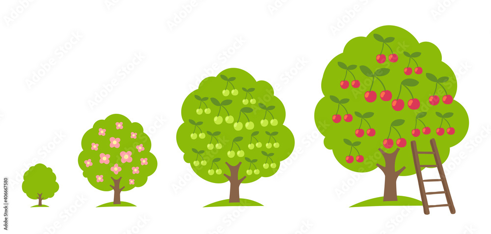 Set of Cherry fruit tree growing process. Orchard garden harvest. Development stage. Ripening period vector infographic.