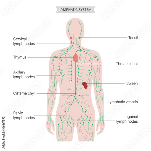 Lymphatic system concept photo