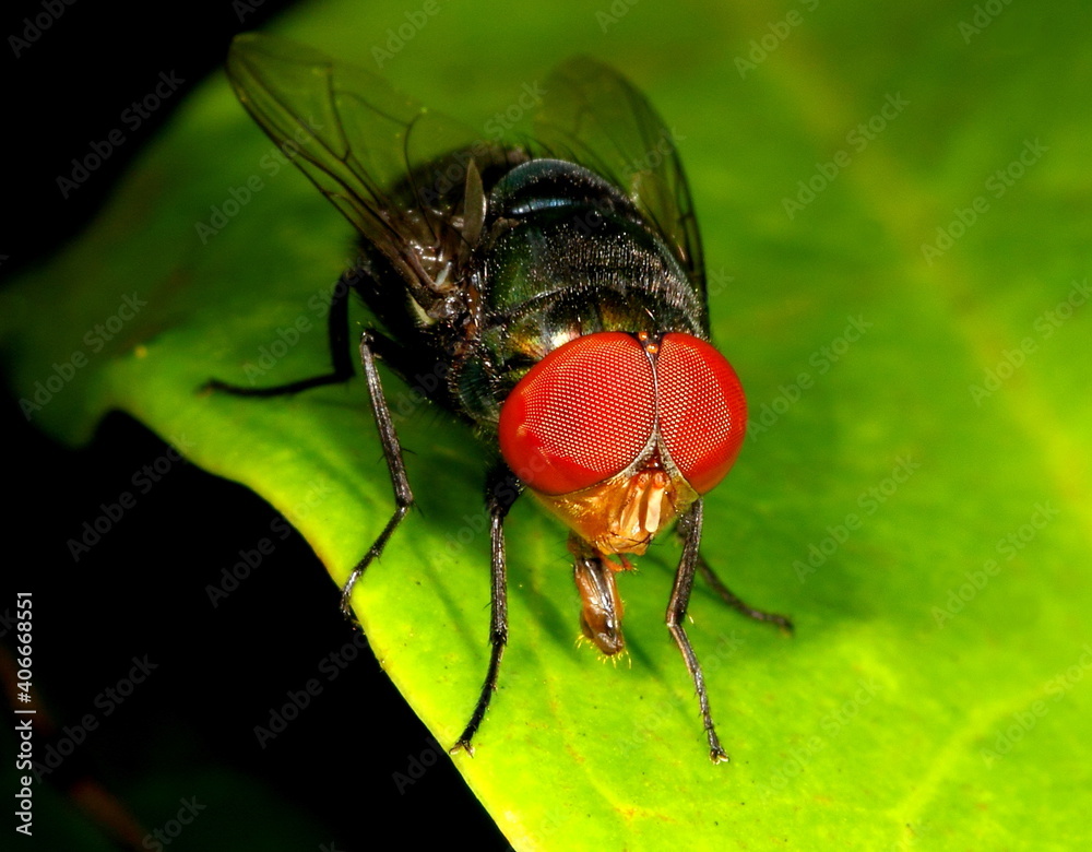 Common green bottle fly with red eyes against a green leaf. Lucilia sericata. Common green bottle fly with red eyes against a green leaf. Lucilia sericata.