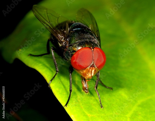 Common green bottle fly with red eyes against a green leaf. Lucilia sericata.