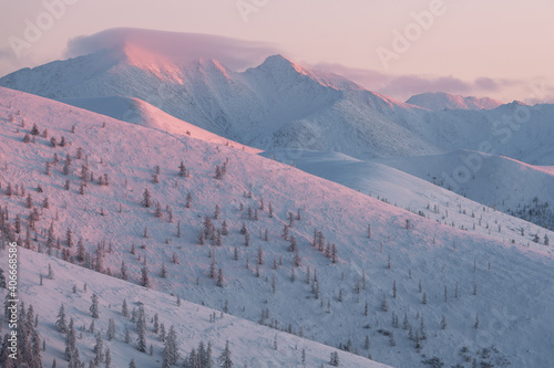 Trees and mountains in the morning pink light against the backdrop of snow-capped mountains. Fog on the Olchansky pass in the coldest place on Earth. Sunrise In the snowy mountains. © Tatiana Gasich