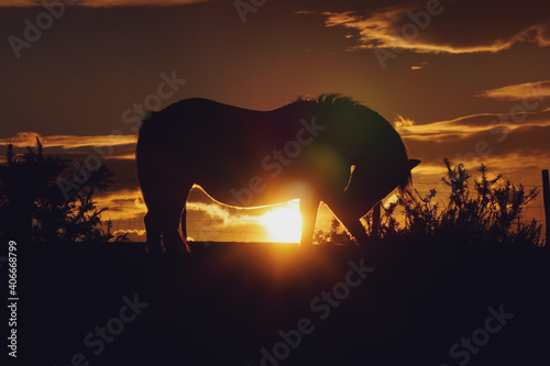 horse silhouette and sunset in the field, animal themes © Ismael