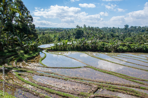 Campos de arroz. Arrozales en Bali. Indonesia