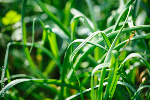 Green garlic leaves in growth at vegetable garden