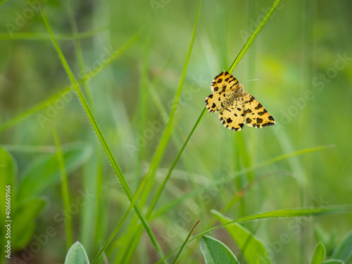 Speckled yellow moth (Pseudopanthera macularia) on grass blade