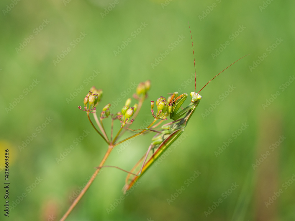 Praying mantis (Mantis religiosa) on plant Praying mantis (Mantis religiosa) on plant