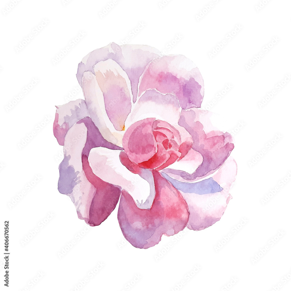 Beautiful watercolor flower isolated on white background. Hand-painted pink rose for print, card or design Beautiful watercolor flower isolated on white background. Hand-painted pink rose for print, card or design