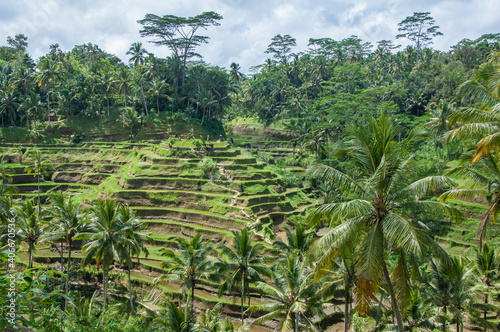 Campos de Arroz, arrozales en Ubud, Bali, indonesia