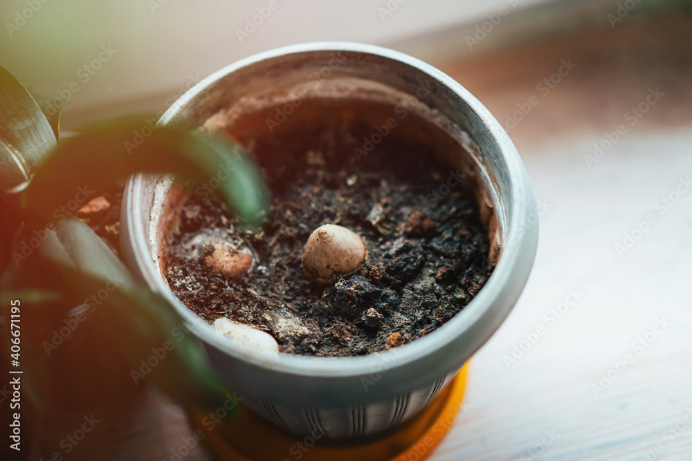 Seeds in a pot of soil. Spring sowing of plants and flowers at home
