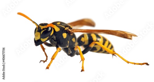 wasp or German yellowjacket isolated on white background © Daniel Prudek