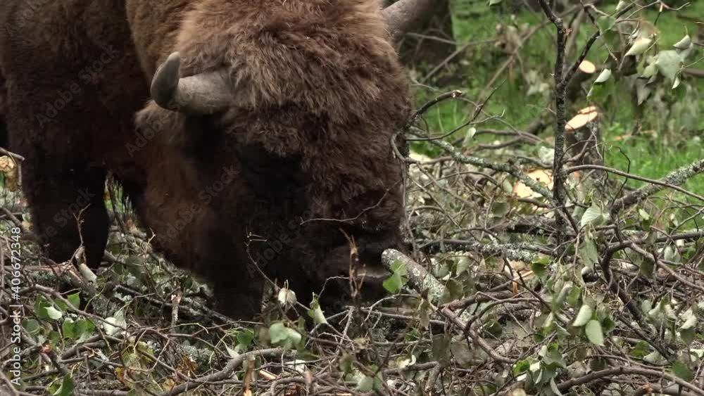 Bison eating grass. Is considered noble and great. 