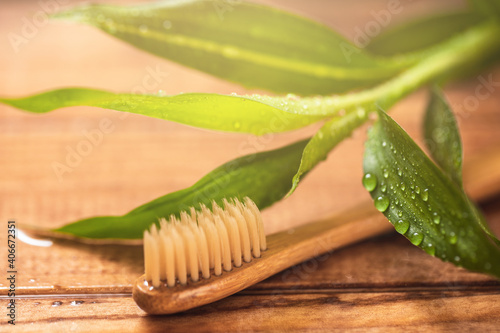 Bamboo plant and eco-friendly toothbrush