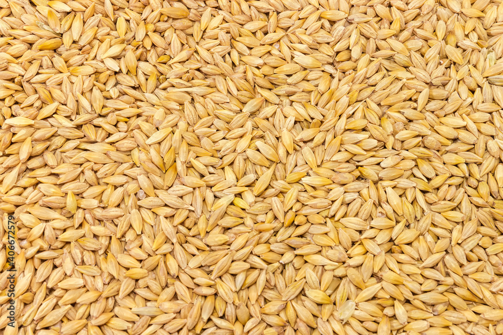 Whole barley grains, top view close-up, background, texture Whole barley grains, top view close-up, background, texture