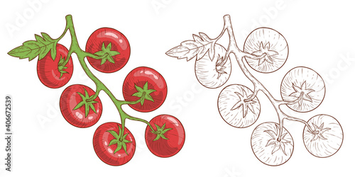 Tomatoes. Tomatoes on branches, hand-drawn. Engraving style and color. Vector illustration isolated on white.