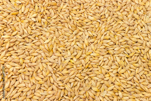 Whole barley grains, top view close-up, background, texture