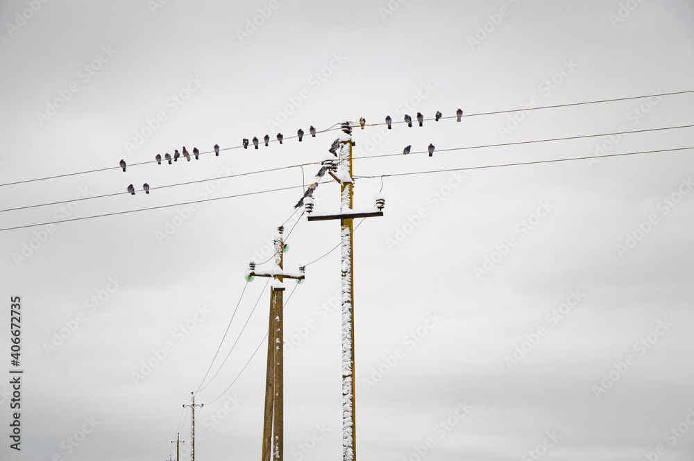 winter, the bird sitting on the wires covered with snow winter, the bird sitting on the wires covered with snow