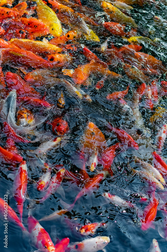 Wallpaper Mural Very beautiful pond with goldfish. Koi carp - colorful decorative fish for decorating artificial reservoirs. Rich colors, individuals of different sizes among water, vegetation and rocks Torontodigital.ca