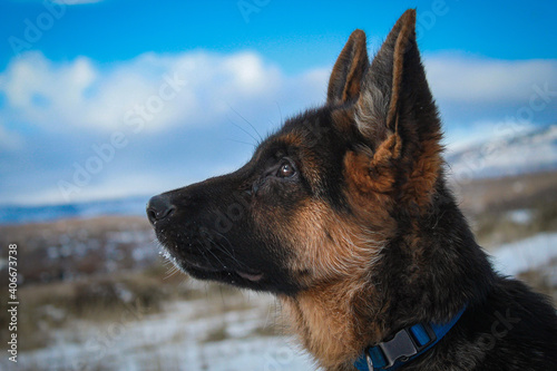 german shepherd dog on the snow © ivan